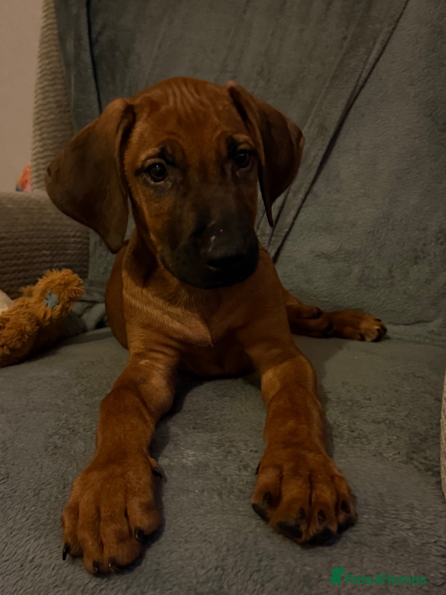 Rhodesian Ridgeback dogs KC Rhodesian Ridgebacks - Advert 2