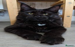 Maine Coon cats for sale: Rare Beautiful Brown Maine Coon Cross Kittens 🩷🩵 - Image 3
