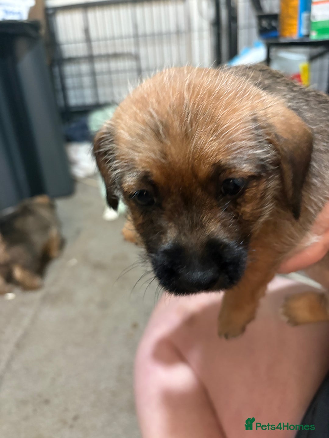 Jack Russell dogs for sale: Jack Russell puppies  - Advert 5