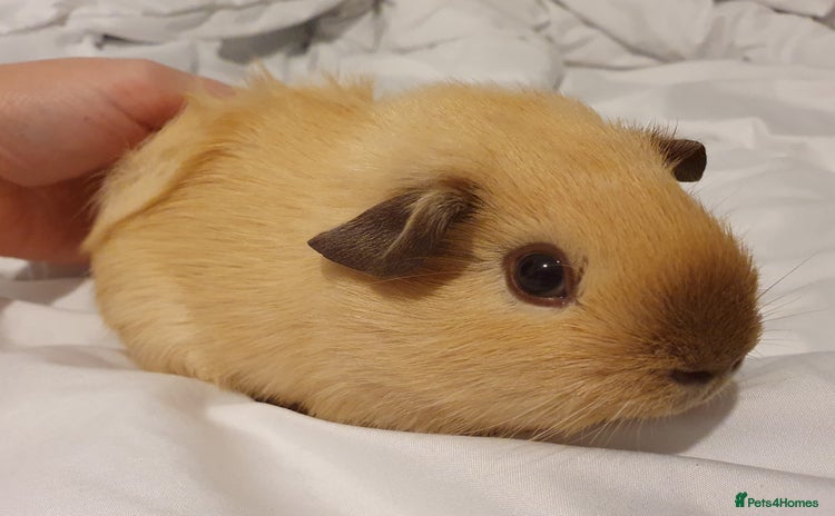 Guinea Pig rodents in Saint Helens - Advert 10