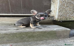 French Bulldog dogs for sale: Miniature French bulldog  - Image 4