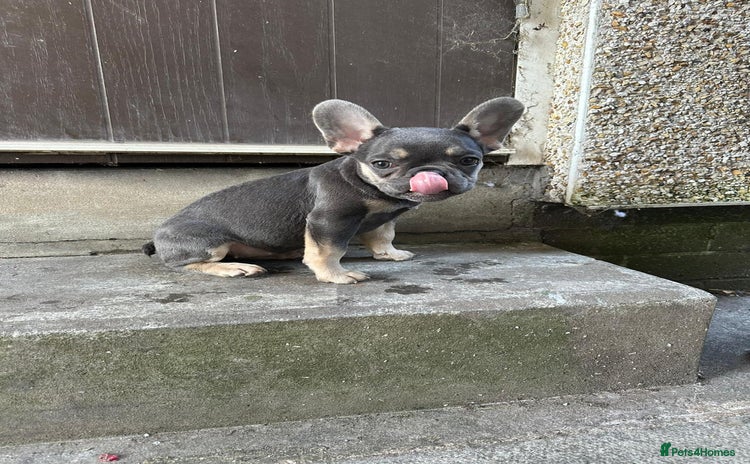 French Bulldog dogs - Advert 1
