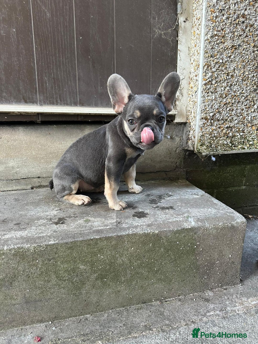 French Bulldog dogs for sale: Miniature French bulldog  - Image 4
