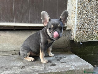 French Bulldog dogs - Advert 7