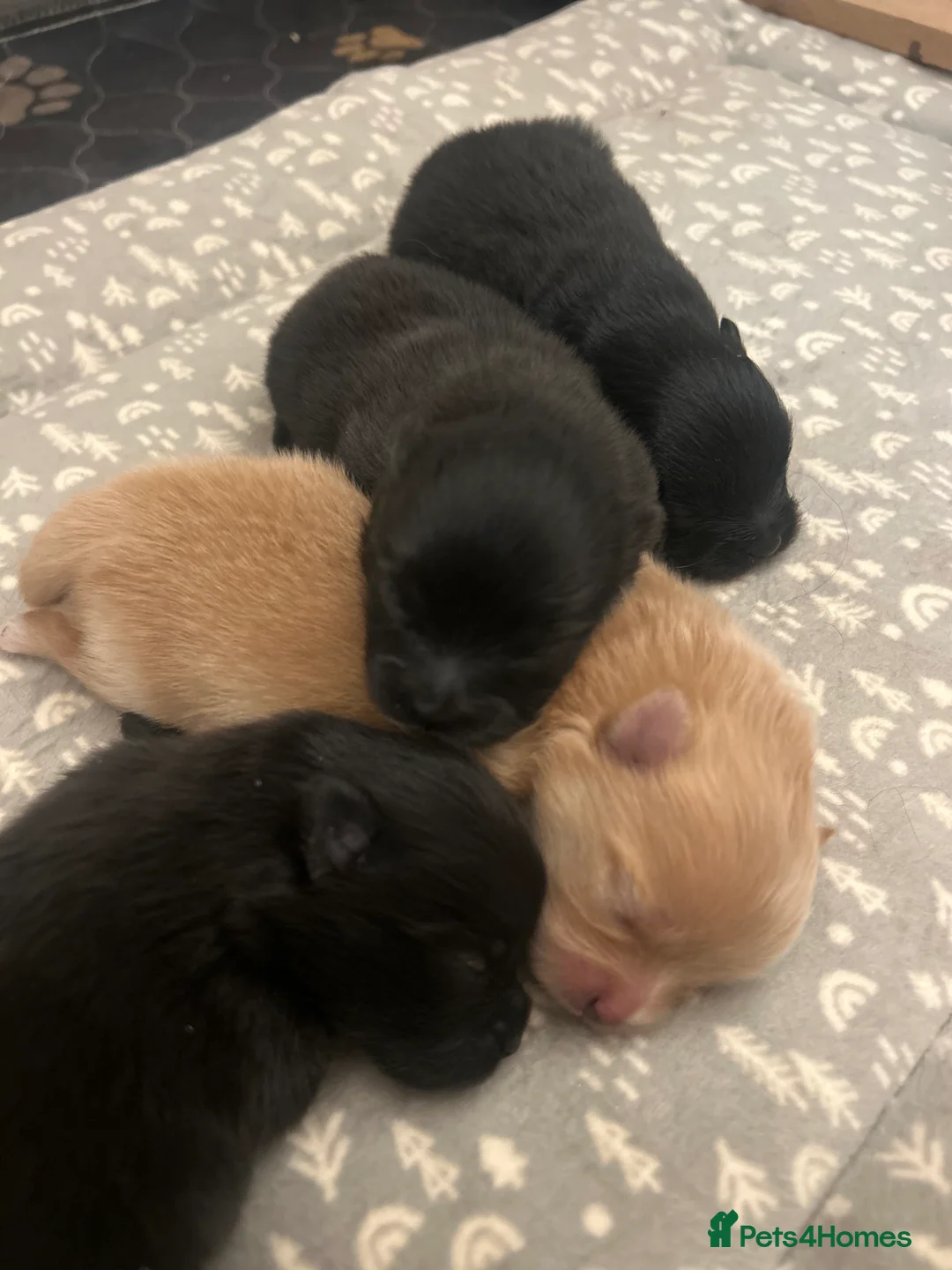 Pomeranian dogs for sale: Beautiful full Pomeranian  - Advert 9