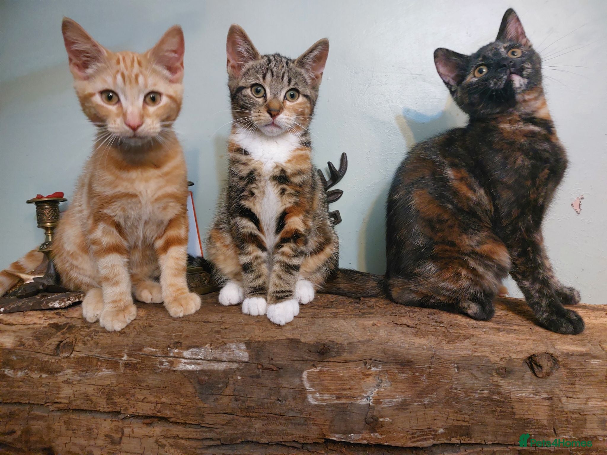 Mixed Breed cats 14 week old kittens ginger boy 2 tabby girls  - Advert 1