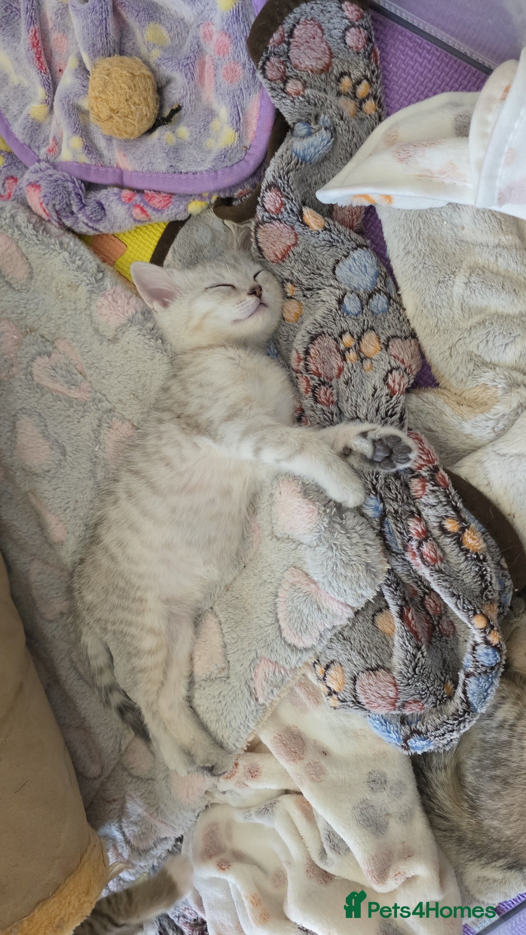 British Shorthair cats for sale: *REDUCED* 4 BRITISH SHORTHAIR KITTENS READY TO GO - Image 1