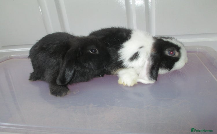Mini Lop rabbits for sale - Advert 1