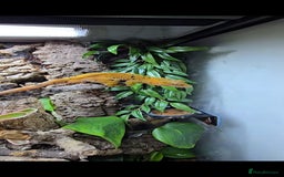 Gecko reptiles for sale: Fully functional Paladarium - Image 5