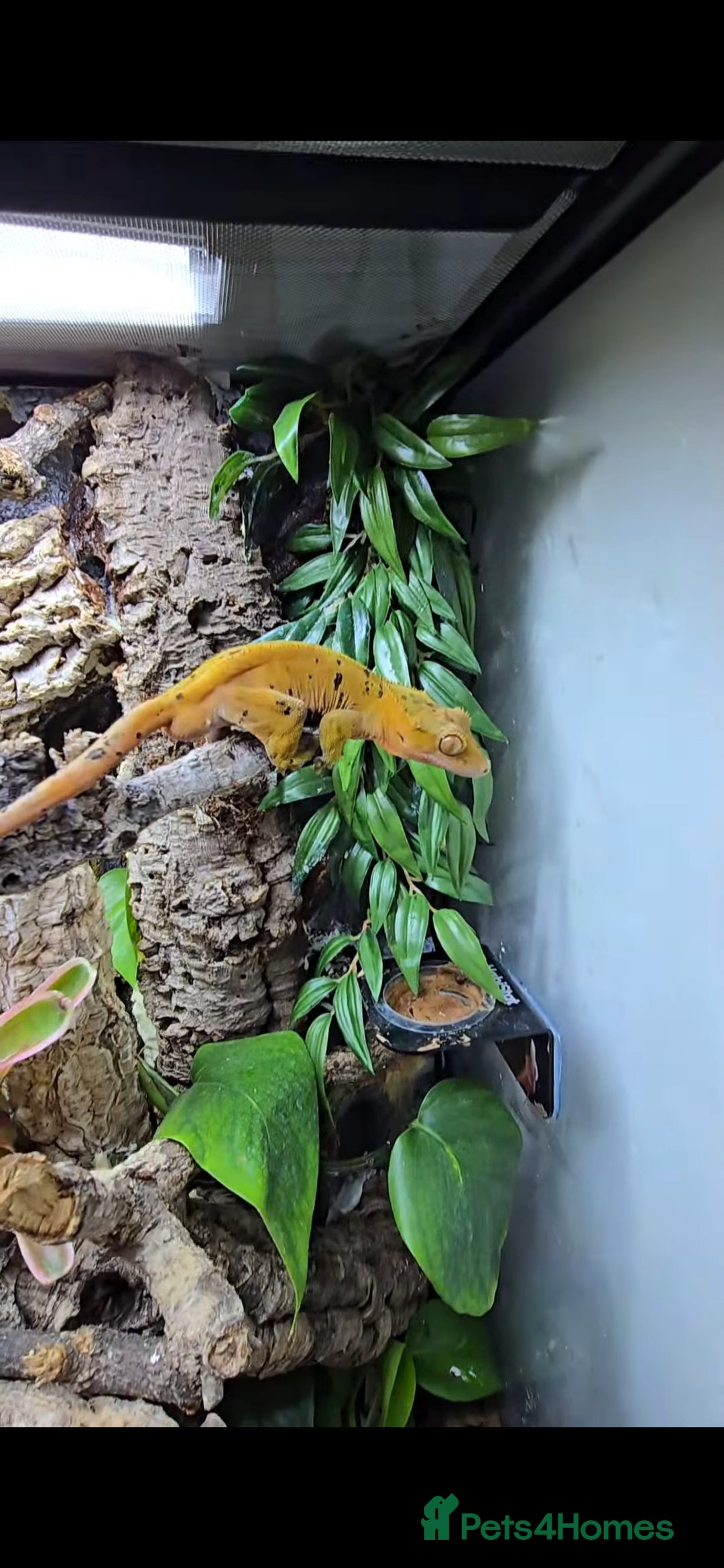 Gecko reptiles for sale: Fully functional Paladarium - Image 5