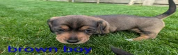 Dachshund dogs for sale: Dachshund pups - Advert 18