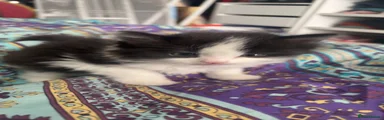 Mixed Breed Kitten 2