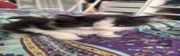 Mixed Breed cats for sale: Mixed - Advert 4