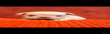 French Bulldog 4