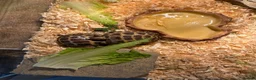 Tortoise reptiles for sale: Beautiful baby tortoises for Sale in Romford - Advert 2