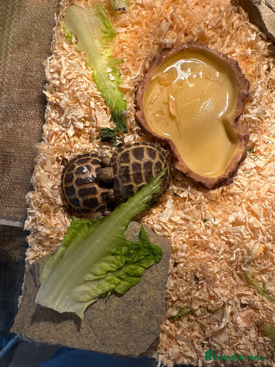 Tortoise reptiles for sale: Beautiful baby tortoises for Sale in Romford - Advert 2