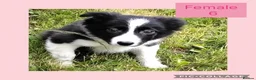 Border Collie dogs for sale: Border collie puppies  - Advert 6