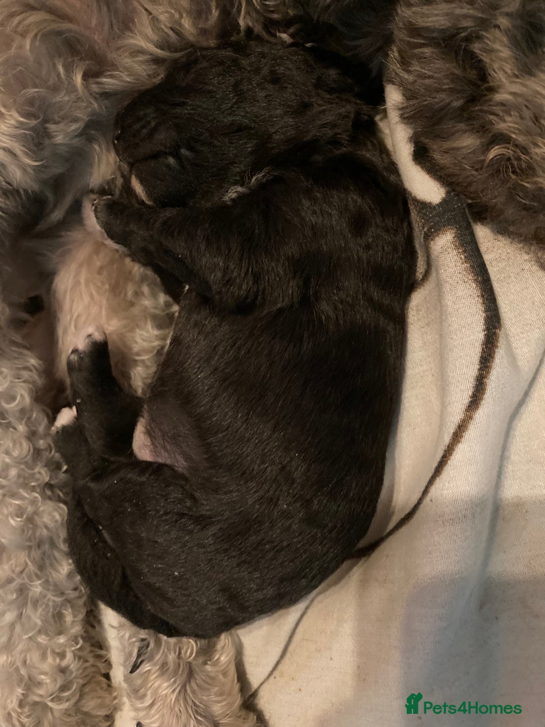 Bedlington Terrier dogs for sale: KC Registered Bedlington Terrier Pups - Image 8