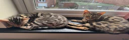 Bengal cats for sale: silver female bengal  - Advert 4