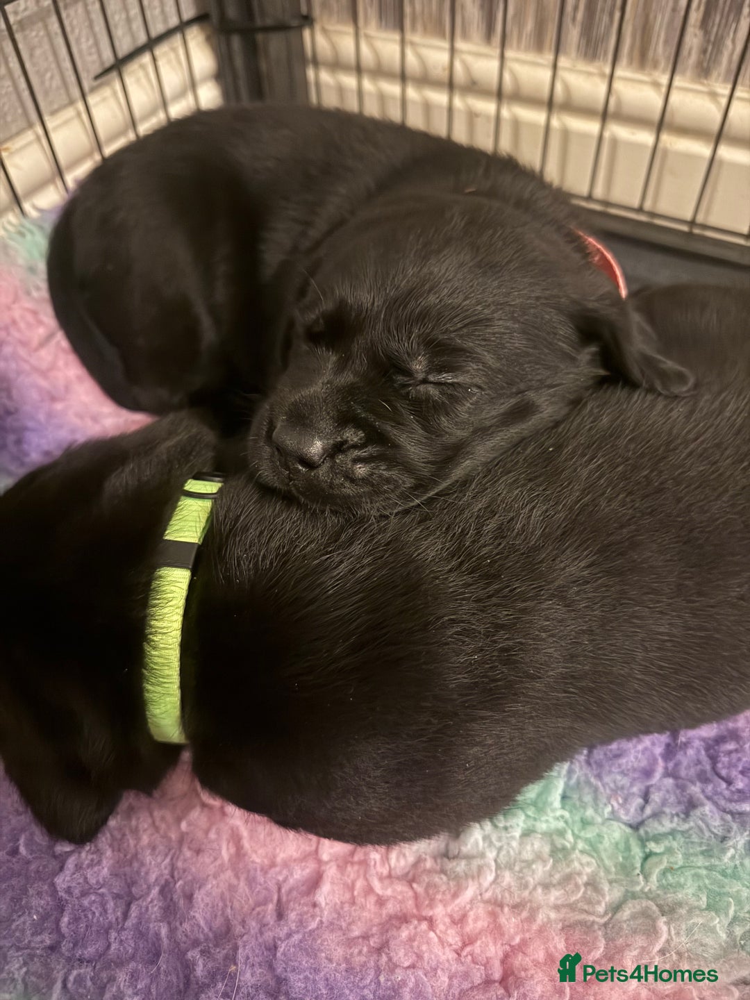 Labrador Retriever dogs for sale: (REDUCED) KC registered Labradors  - Advert 23