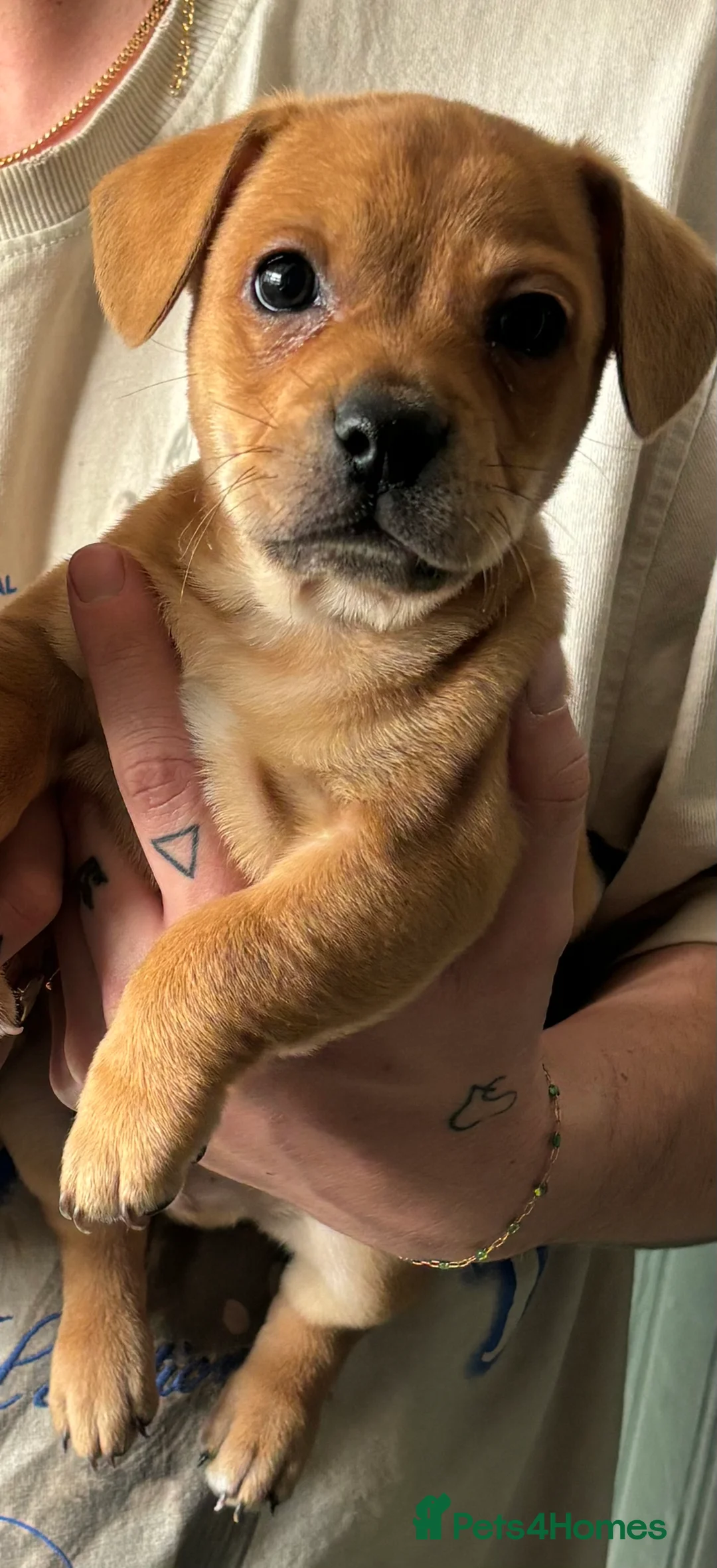 Mixed Breed dogs for sale: READY TO GO - JRT x Chihuahua x Frenchie Pups in Rugeley - Advert 2