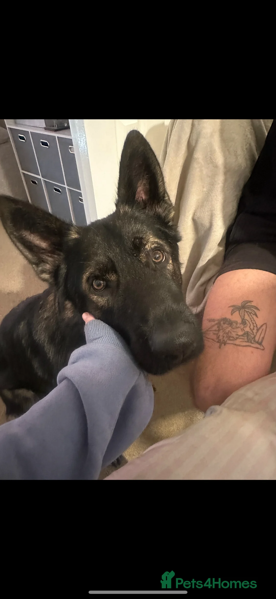 German Shepherd dogs for sale: Sable 2yo intact male German shepherd - Hunter - Advert 6