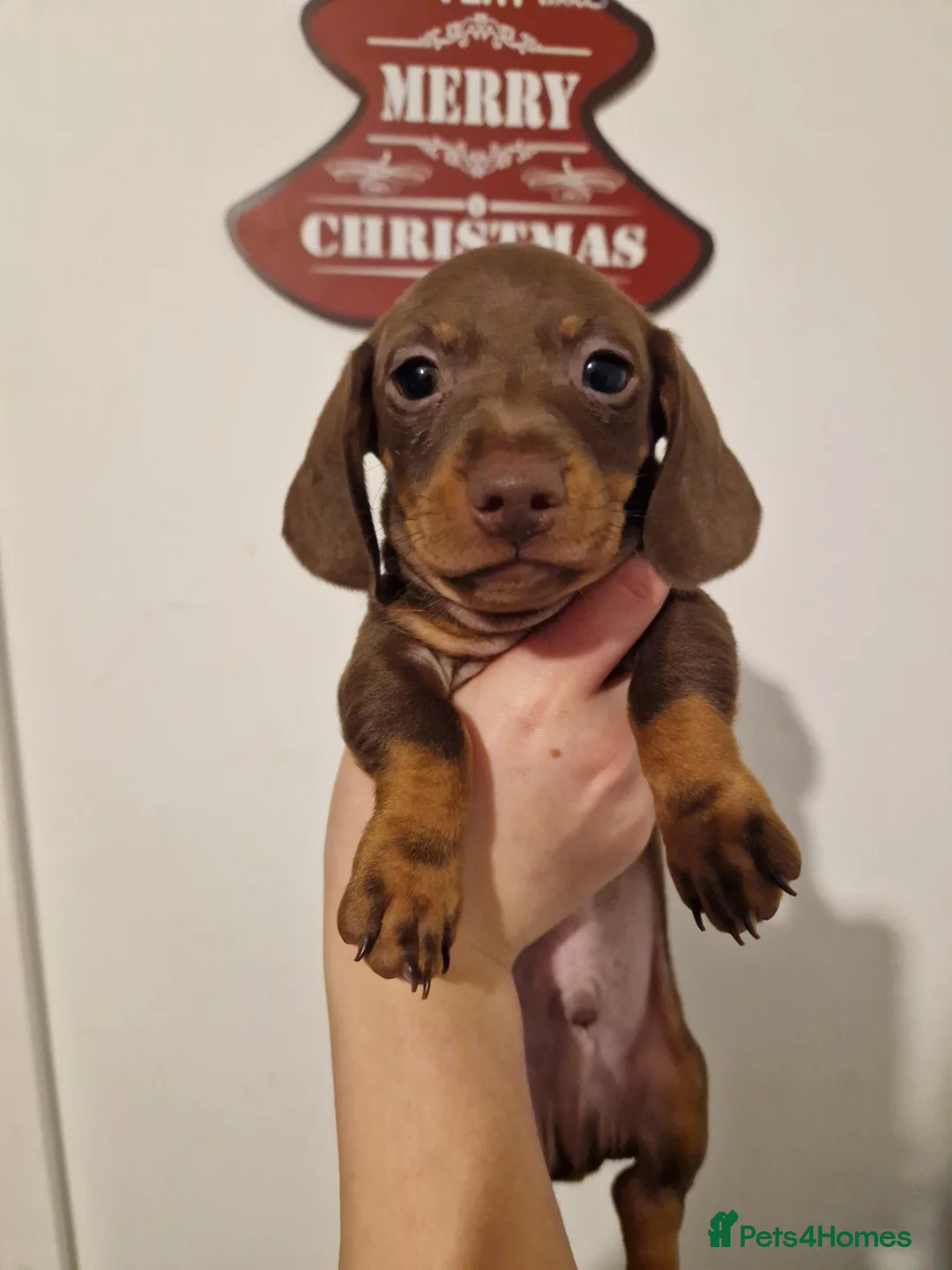 Miniature Dachshund dogs for sale: Beautiful Miniature Smooth Haired Dachshund  - Advert 7