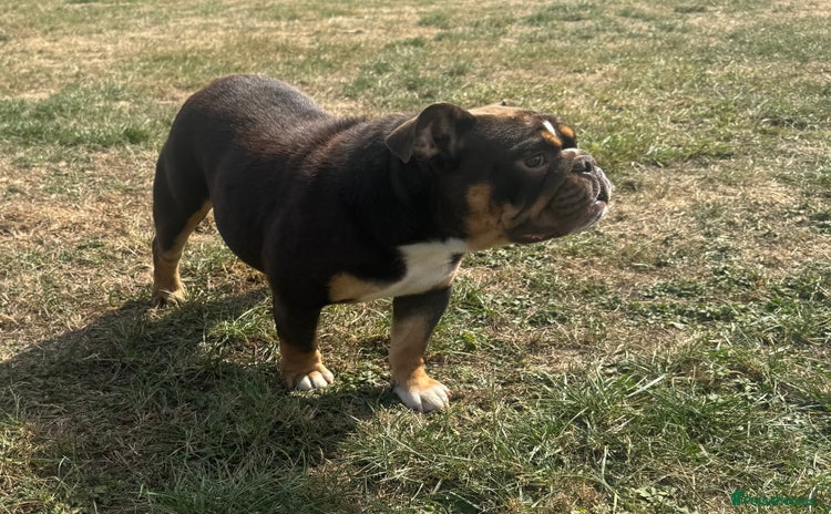 English Bulldog dogs for sale - Advert 2
