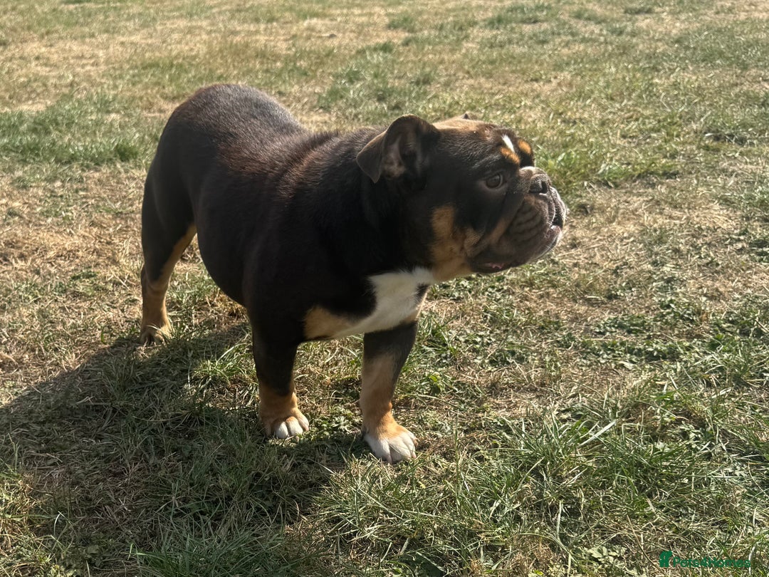 English Bulldog dogs for sale: Chocolate Tri female English bulldog  - Image 1