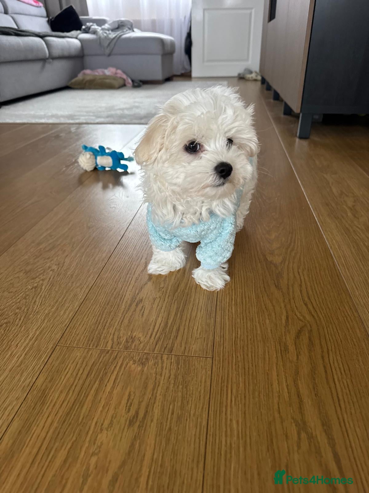 Maltese dogs Maltese puppy - Advert 6