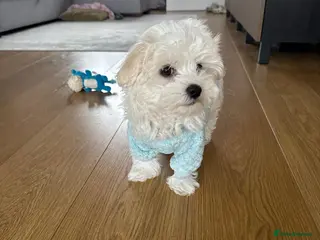 Maltese dogs Maltese puppy - Advert 6