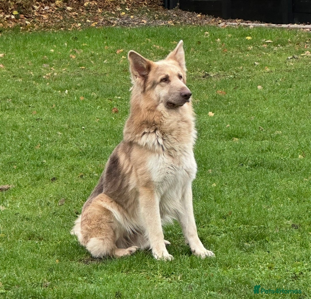 Mixed Breed dogs for sale: SURPRISE SURPRISE  - Advert 2