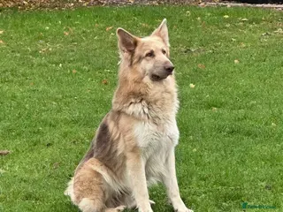 Mixed Breed dogs SURPRISE SURPRISE one black girls left - Advert 4