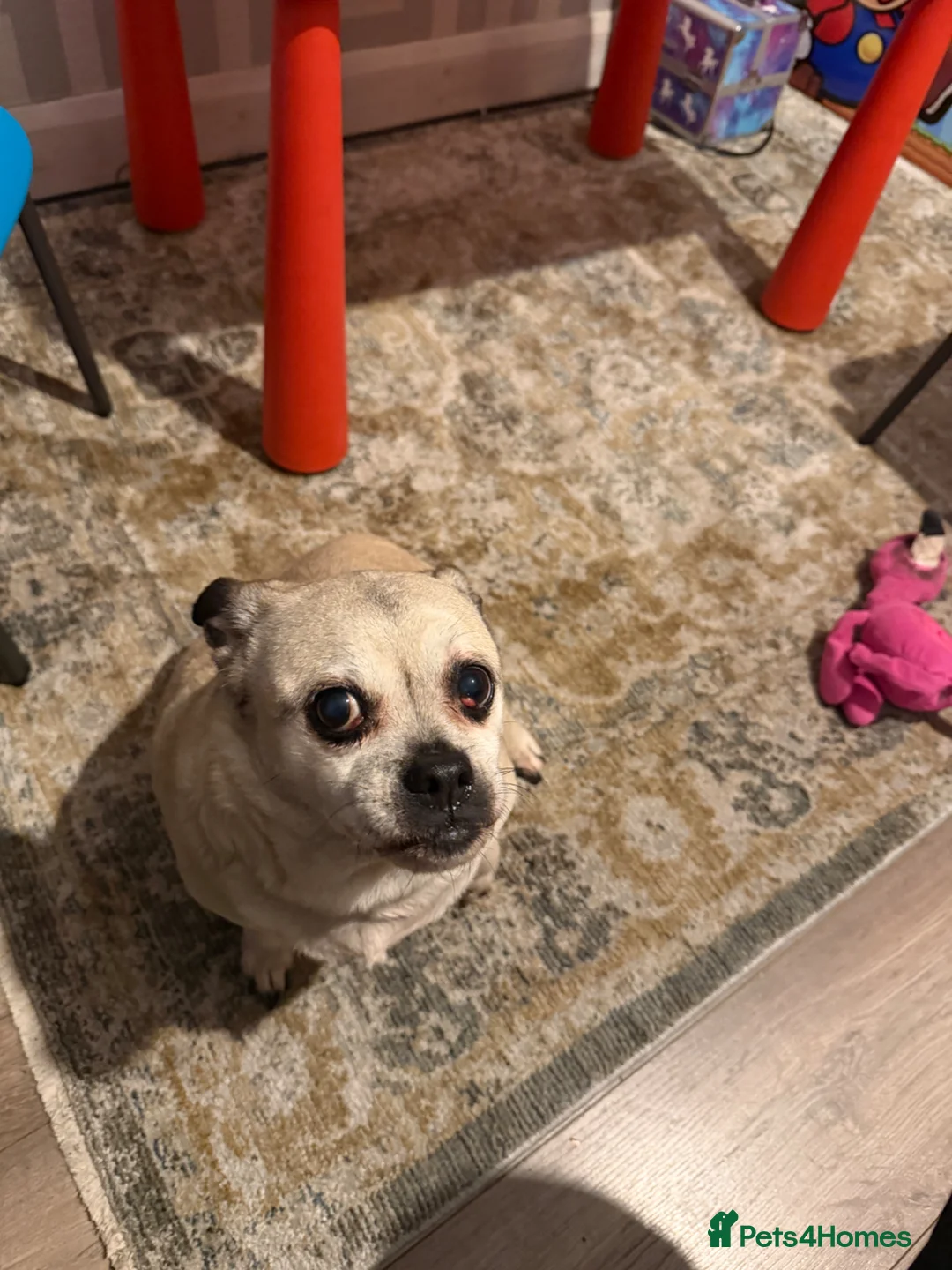 Jug dogs for sale: My little girl Daisy  - Advert 2