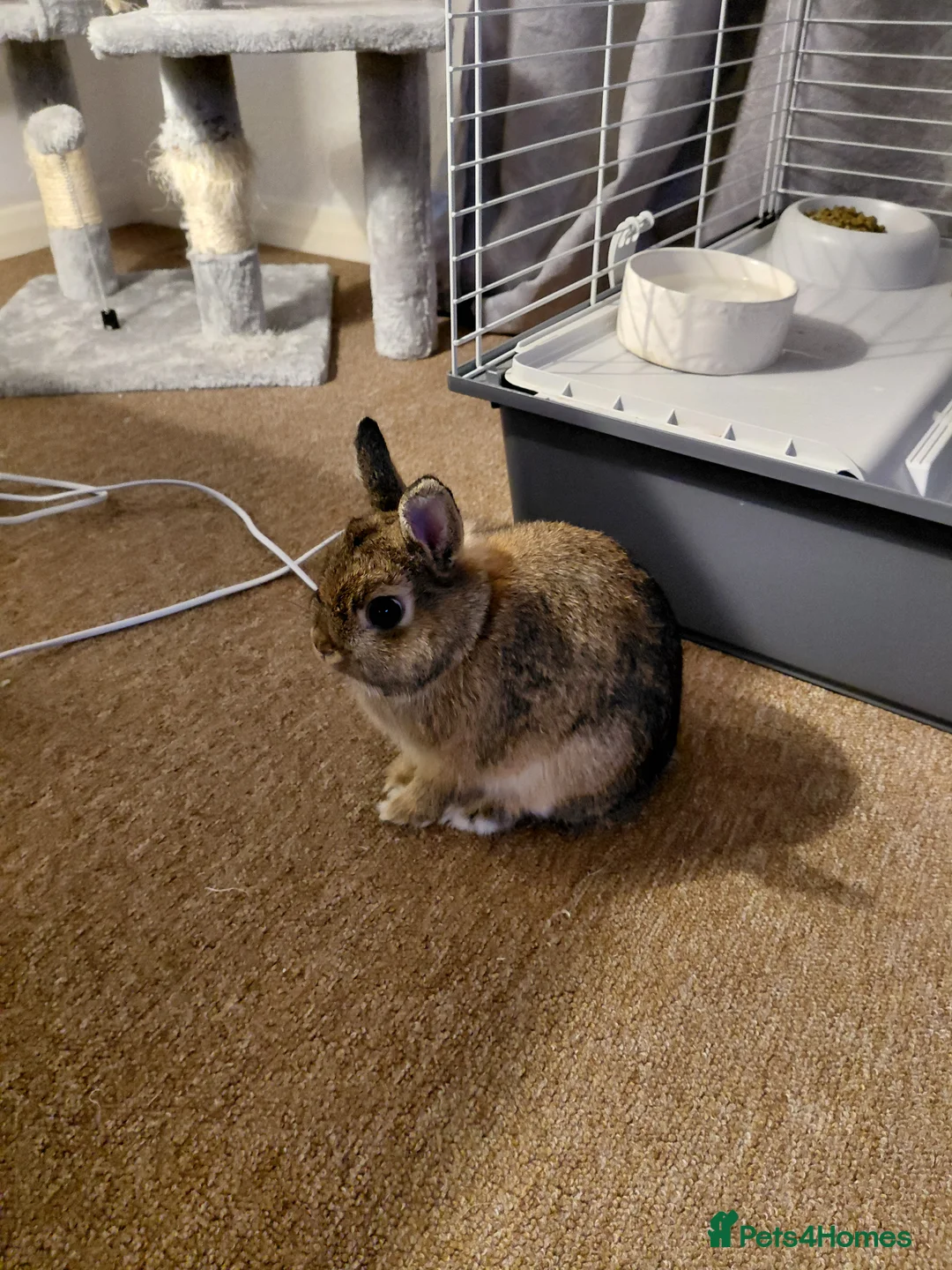 Netherland Dwarf rabbits for sale: Male netherland dwarf rabbit in Horsham - Advert 1