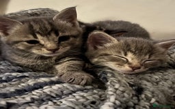 Domestic Shorthair cats for sale: Adorable Kittens - 4 available. Grey & Tabby - Image 5