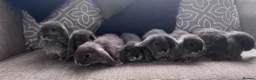 Mini Lop rabbits for sale: Very cute blue otter mini lops 8 weeks old - Advert 8