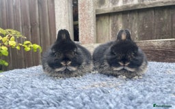 Netherland Dwarf rabbits for sale: Netherland Dwarf Babies & Adults available in Stoke-on-Trent - Image 6