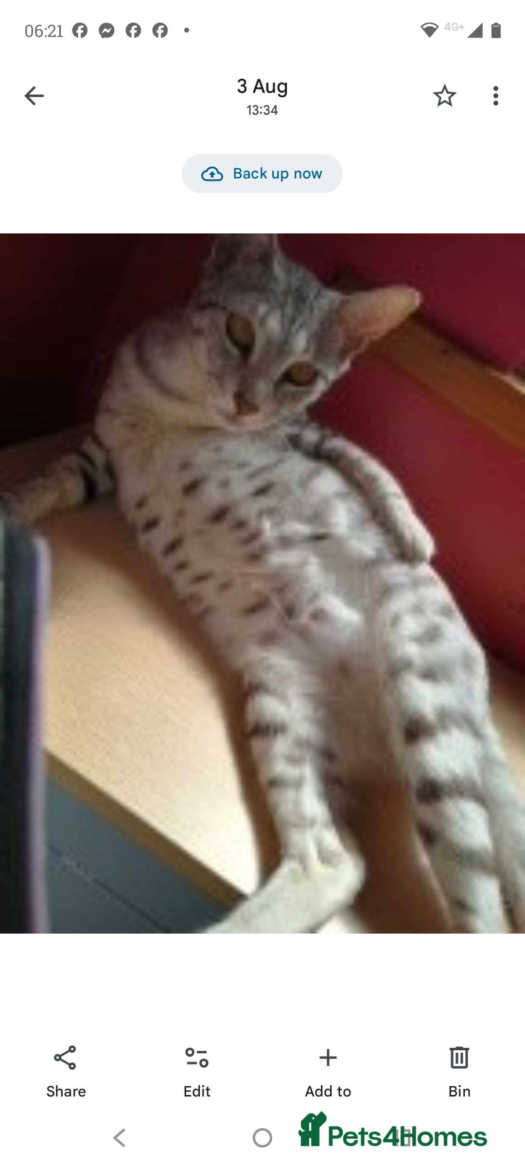 Savannah cats for sale: Gorgeous boy savannah  - Image 7