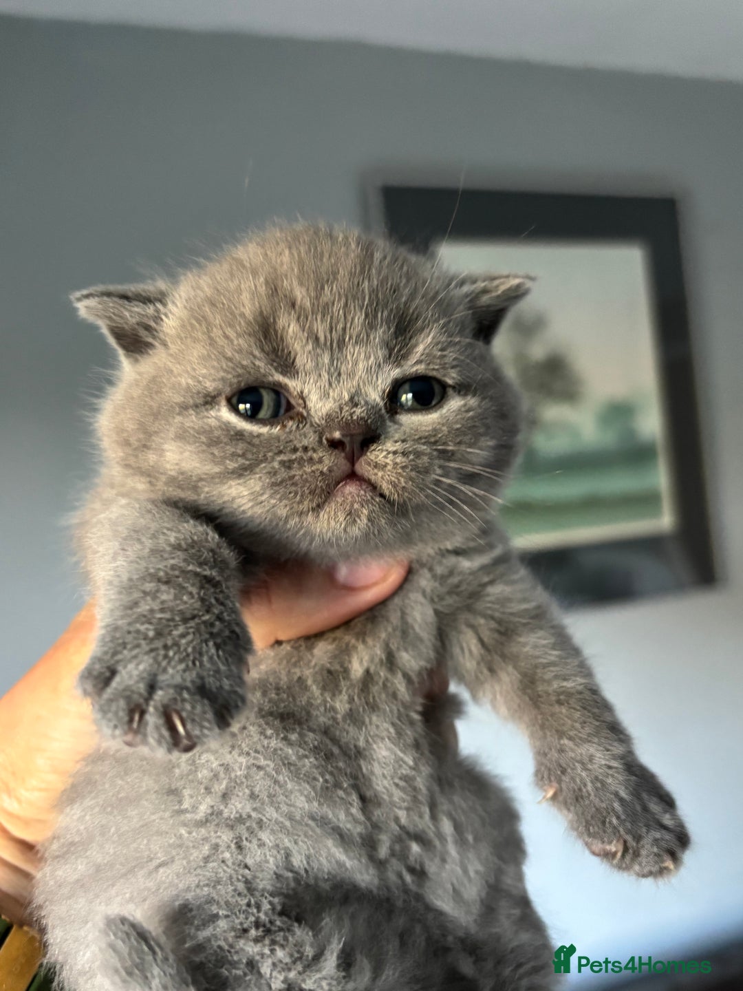 British Shorthair cats for sale: 🌟GCCF Registered Kittens, Ready 21st August🌟 in Abergavenny - Image 11