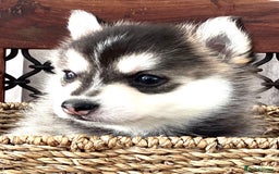 Pomsky dogs for sale: Very Tiny F4 Pomskys  - Image 34