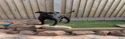 Cane Corso dogs for sale: Cane corso puppies  - Advert 20
