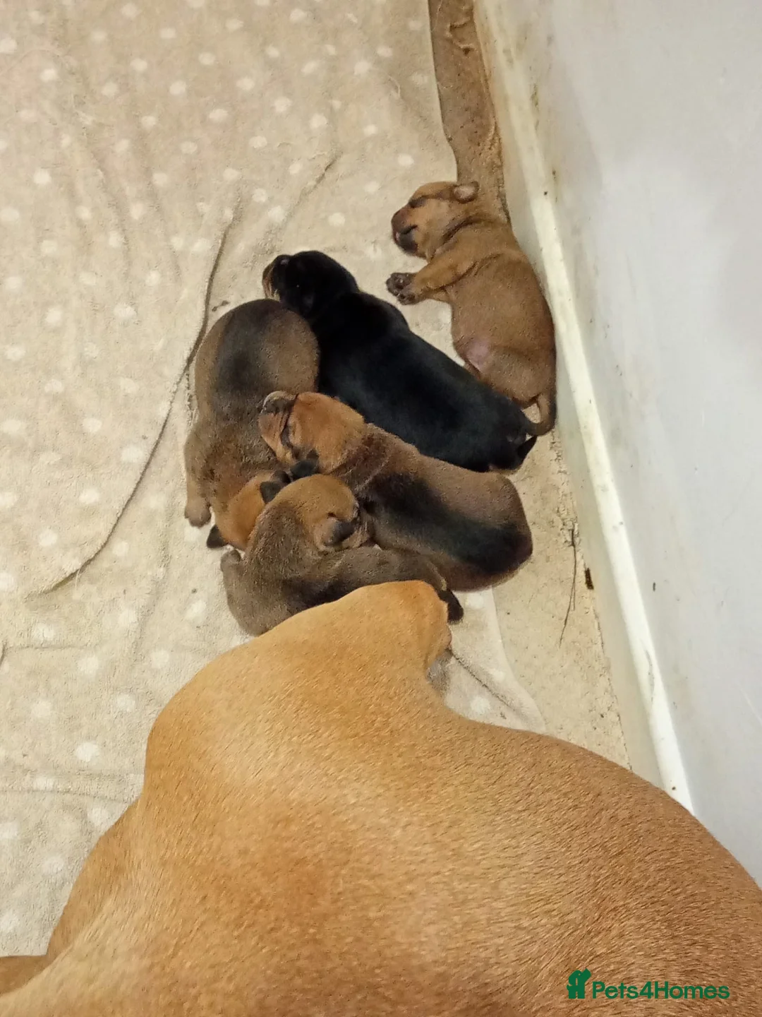 Mixed Breed dogs for sale: American bullweiller puppies for sale  in Braintree - Advert 8