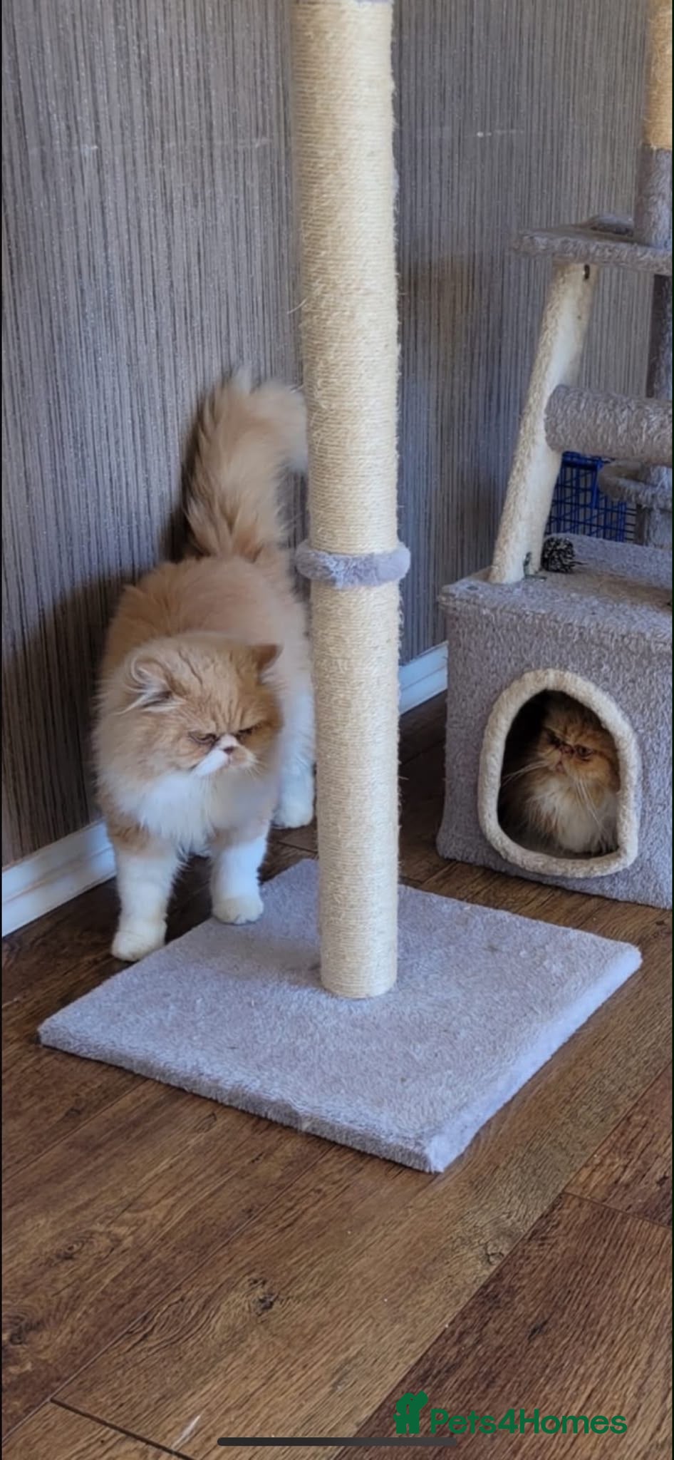 Persian cats Female flame point persian kitten - Advert 9