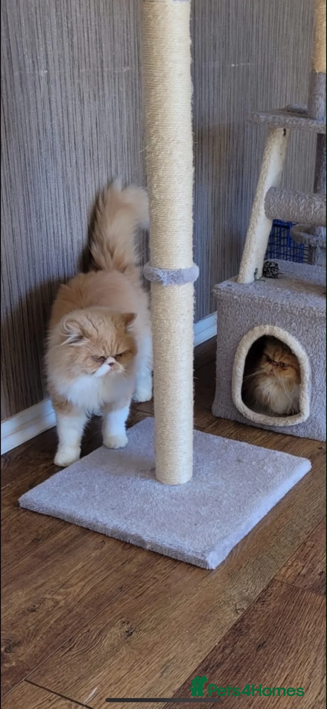 Persian cats for sale: Female flame point persian kitten - Advert 1