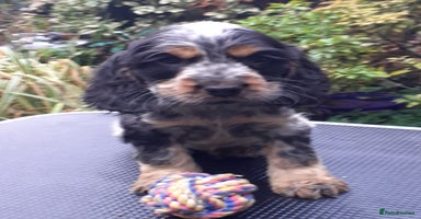 Cocker Spaniel dogs Adorable KC show cocker spaniels - Advert 15