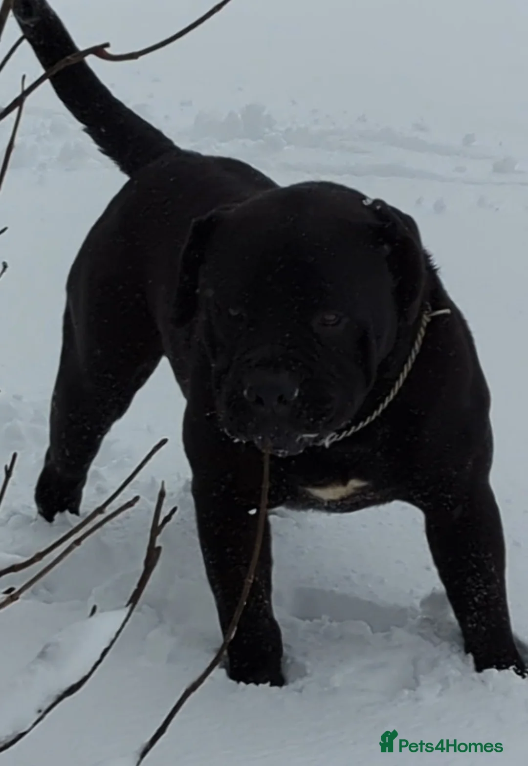 Mastiff dogs for stud: Black Boerboel for Stud in Batley - Advert 8