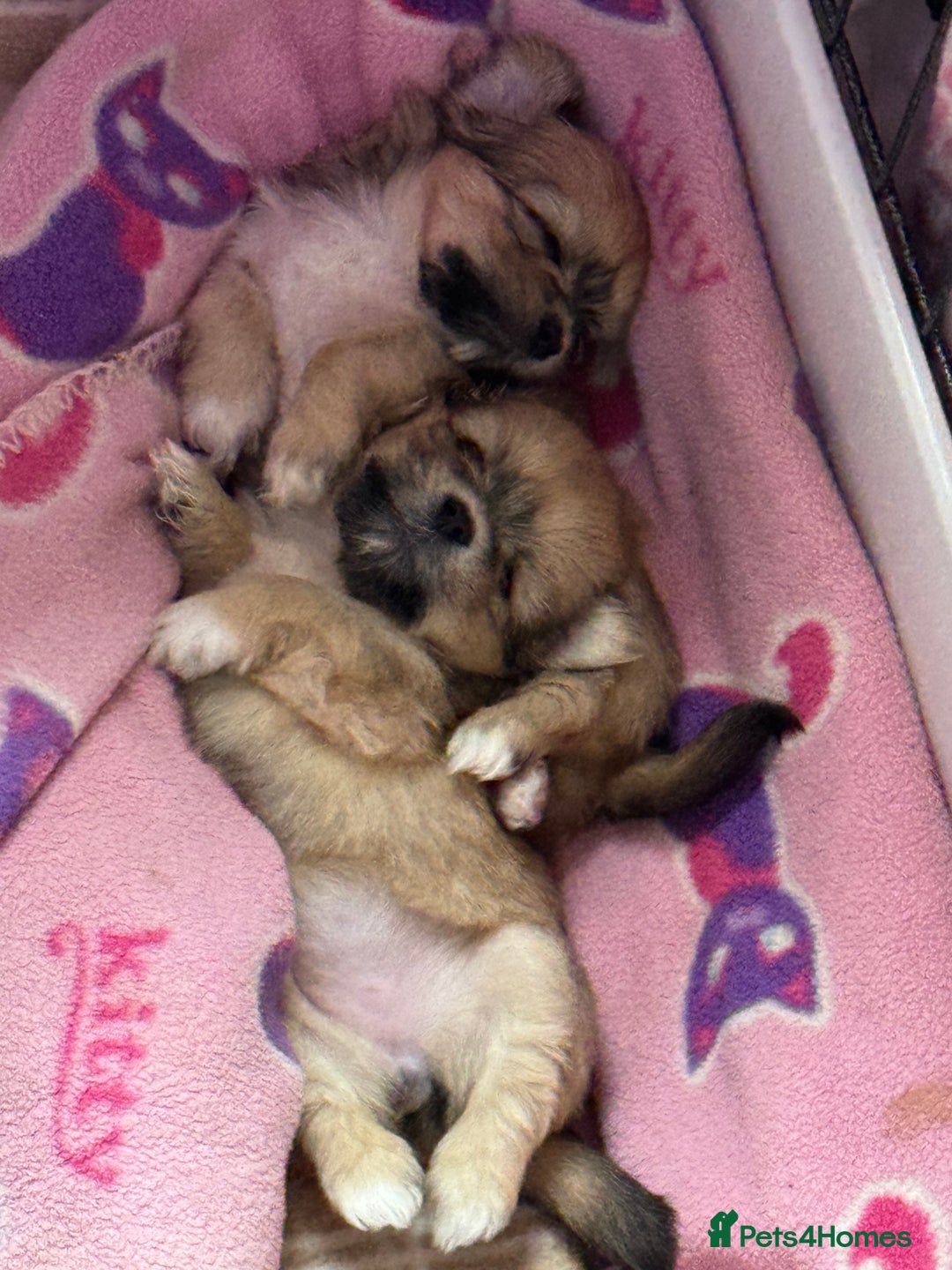 Lhasa Apso dogs for sale: Lhasa apso - Image 8
