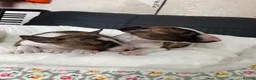 Miniature Bull terrier dogs for sale: Miniature bull terrier puppies  - Advert 10