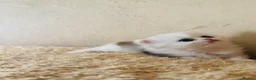 Munchkin cats for sale: Show-Quality Minuet Kittens – Rare in the UK - Advert 18